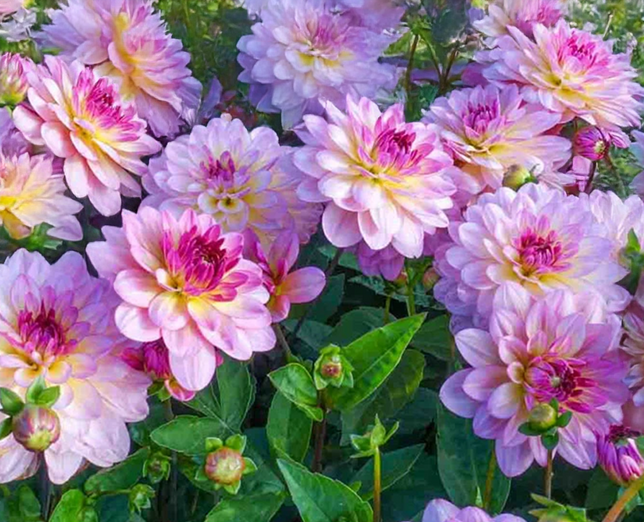 Dahlia 'zingaro' - dália vk - Dahlia Zingaro 2