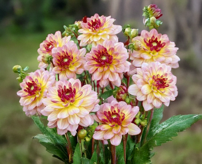 Dahlia 'zingaro' - dália vk - Dahlia Zingaro 3