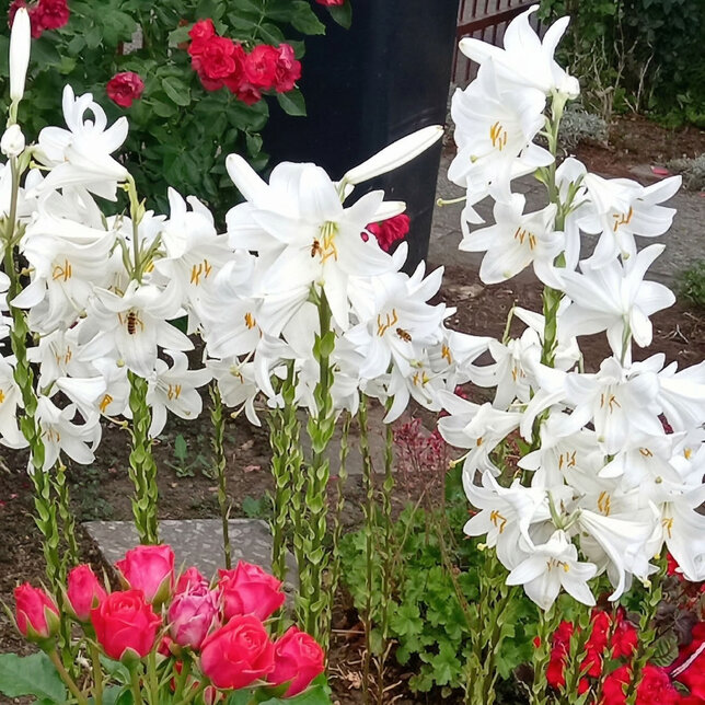 Lilium candidum - liečivá ľalia k1l - Lilium candidum 1