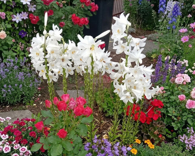 Lilium candidum - liečivá ľalia k1l - Lilium candidum 3