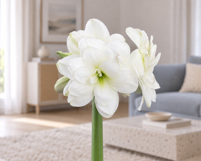 Amaryllis 'alaska' - zornica 30/32 - Amaryllis 'Alaska' 