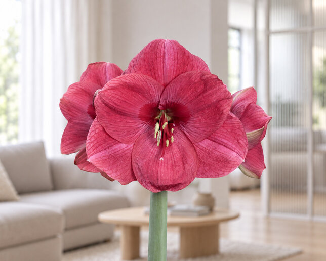 Amaryllis 'bolero' - zornica 30/32 - Amaryllis 'Bolero'