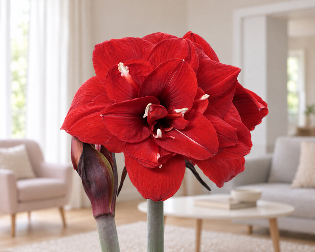 Amaryllis 'double king' - zornica 30/32 - Amaryllis 'Double King' 