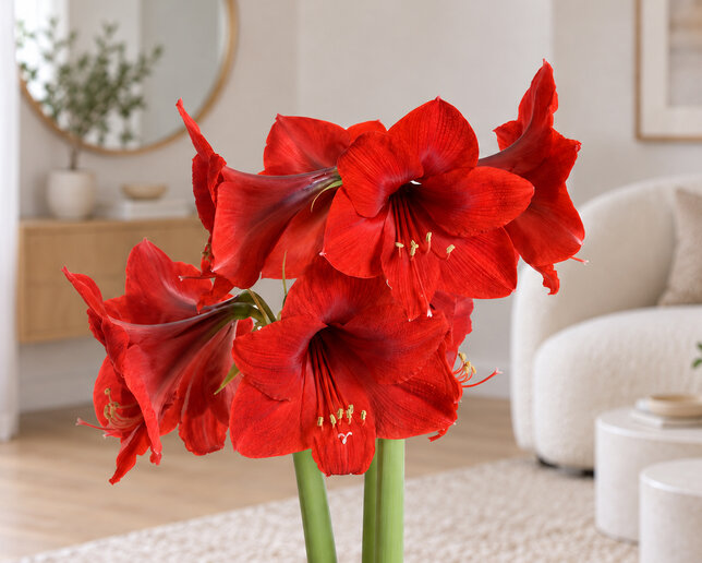 Amaryllis 'olaf' - zornica 30/32 - Amaryllis 'Olaf'