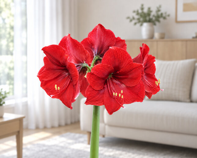 Amaryllis 'red heart' - zornica 30/32 - Amaryllis 'Red Heart' 