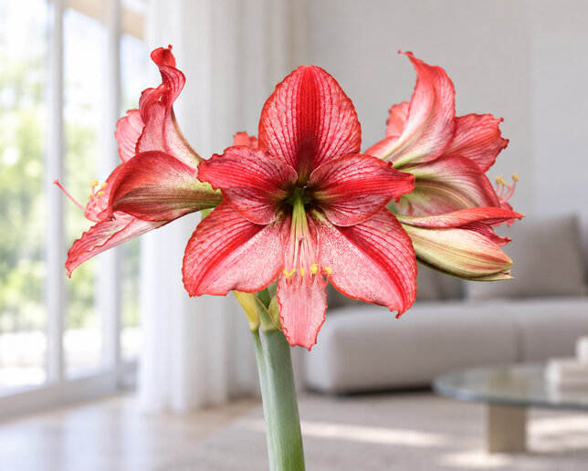 Amaryllis 'revelation' - zornica 30/32 - Amaryllis 'Revelation' 