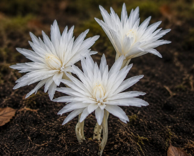 Colchicum 'alboplenum' - jesienka 1ks v balení - Colchicum 'Alboplenum' 