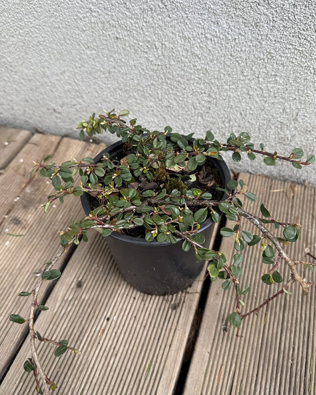 Cotoneaster 'queen of carpets' - skalník k1l - 6253802 Cotoneaster 'Queen of Carpets' 01