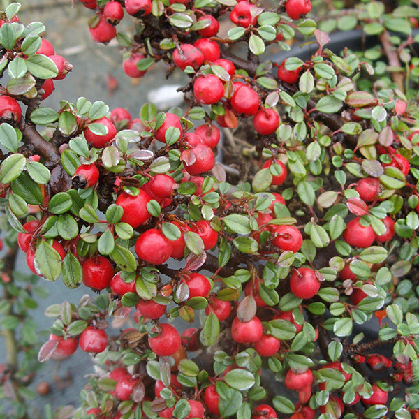 Cotoneaster 'queen of carpets' - skalník k1l - 6253802 Cotoneaster 'Queen of Carpets' 02