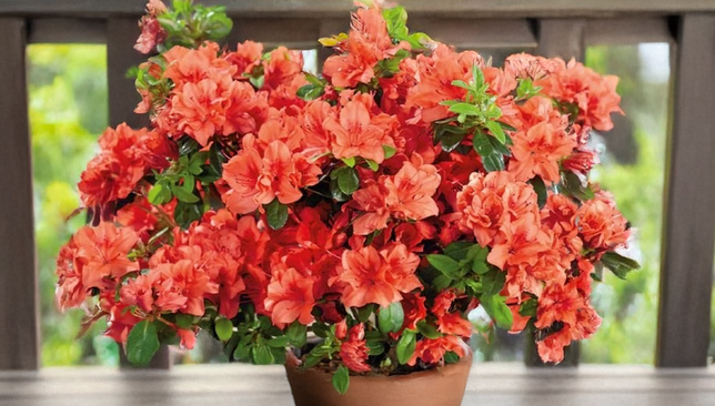 Azalea 'geisha orange' - azalka stálozelená k2l - Azalea 'Geisha Orange' - azalka stálozelená K2L. 1