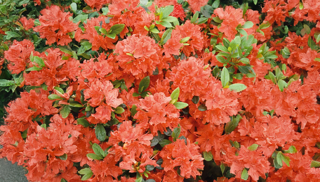 Azalea 'geisha orange' - azalka stálozelená k2l - Azalea 'Geisha Orange' - azalka stálozelená K2L 2