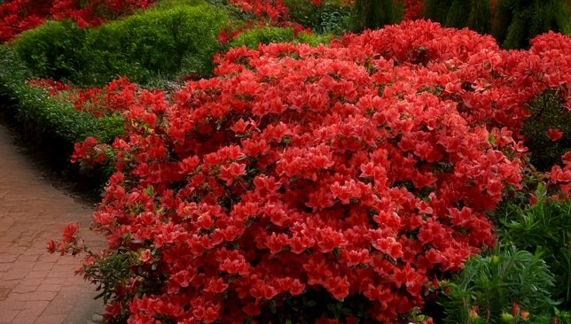 Azalea 'hot shot' - azalka stálozelená k2l - Azalea 'Hot Shot' - azalka stálozelená K2L 2_