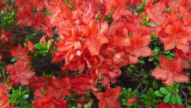 Azalea 'hotspur red' - azalka opadavá k2l - Azalea 'Hotspur Red' - azalka opadavá K2L 1