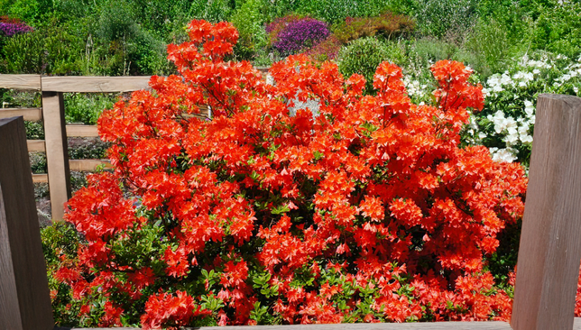 Azalea 'hotspur red' - azalka opadavá k2l - Azalea 'Hotspur Red' - azalka opadavá K2L 2
