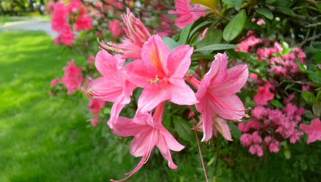 Azalea 'jolie madame' - azalka opadavá k2l - Azalea 'Jolie Madame' - azalka opadavá K2L 1_