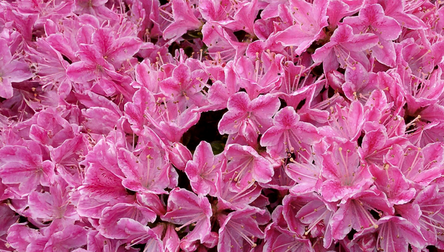 Azalea 'kermesina' - azalka stálozelená k2l - Azalea 'Kermesina' - azalka stálozelená K2L 1_