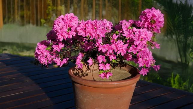 Azalea 'kermesina' - azalka stálozelená k2l - Azalea 'Kermesina' - azalka stálozelená K2L 2_