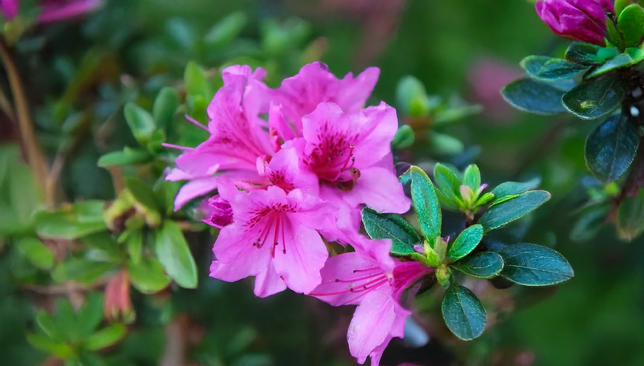 Azalea 'königstein' - azalka stálozelená k2l - Azalea 'Königstein' - azalka stálozelená K2L 1_