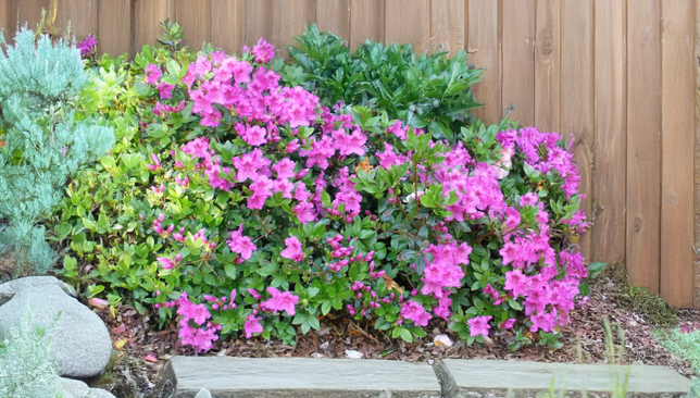 Azalea 'königstein' - azalka stálozelená k2l - Azalea 'Königstein' - azalka stálozelená K2L 2