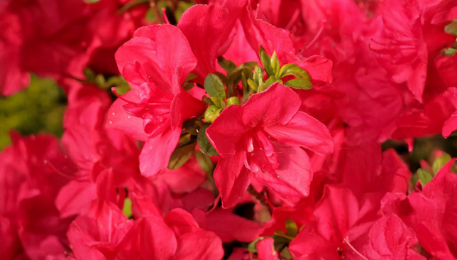 Azalea 'moederkensdag' - azalka stálozelená k2l - Azalea 'Moederkensdag' - azalka stálozelená K2L 1