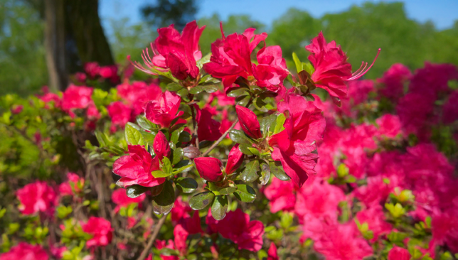 Azalea 'moederkensdag' - azalka stálozelená k2l - Azalea 'Moederkensdag' - azalka stálozelená K2L 2