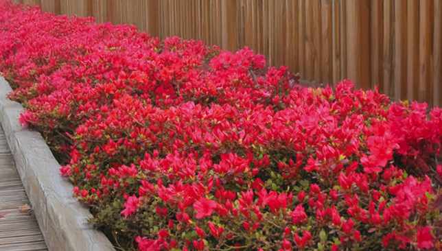 Azalea 'moederkensdag' - azalka stálozelená k2l - Azalea 'Moederkensdag' - azalka stálozelená K2L 3