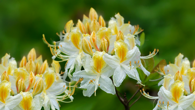 Azalea 'nothern highlights' - azalka opadavá k2l - Azalea 'Nothern Highlights' - azalka opadavá K2L 1