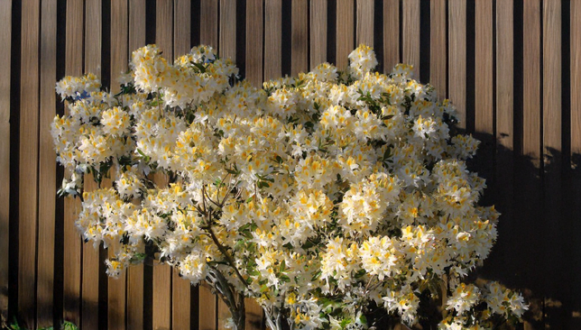 Azalea 'nothern highlights' - azalka opadavá k2l -  Azalea 'Nothern Highlights' - azalka opadavá K2L 2