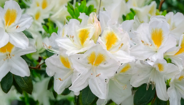 Azalea 'persil' - azalka opadavá k2l - Azalea 'Persil' - azalka opadavá K2L 1_