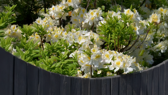 Azalea 'persil' - azalka opadavá k2l - Azalea 'Persil' - azalka opadavá K2L 2