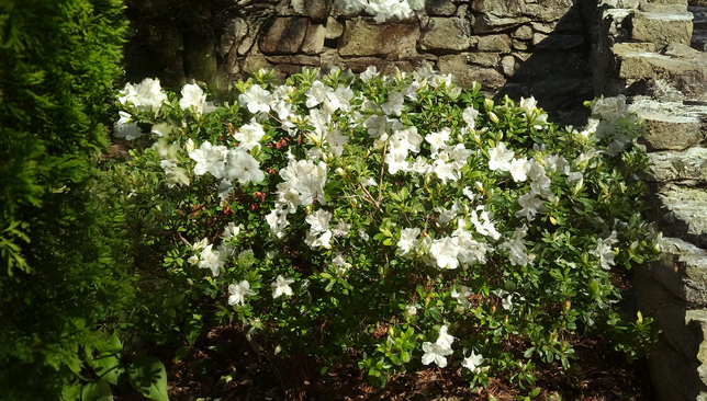 Azalea 'pleasant white' - azalka stálozelená k2l - Azalea 'Pleasant White'