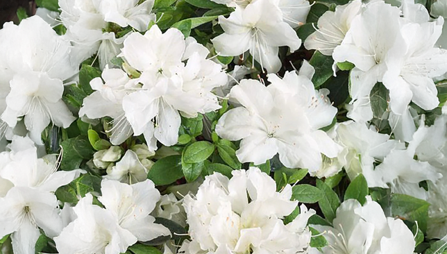 Azalea 'pleasant white' - azalka stálozelená k2l - Azalea 'Pleasant White' - azalka stálozelená K2L 1