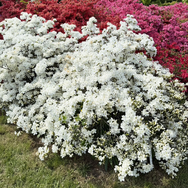 Azalea 'white' - azalka k1l - Azalea 'White'
