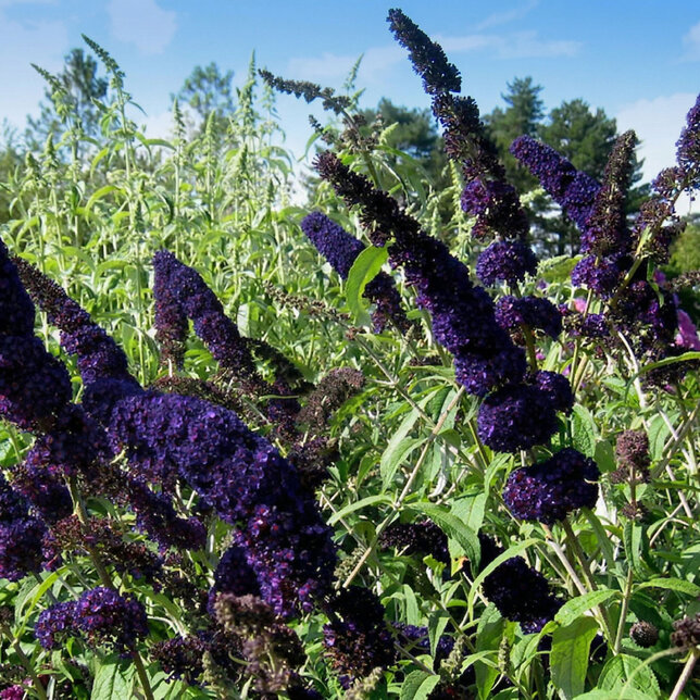 Buddleja 'black knight' - budleja - Buddleja 'Black Knight' 