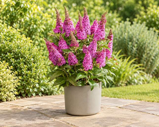 Buddleja 'butterfly cerise' - budleja - Buddleja 'Butterfly Cerise' 