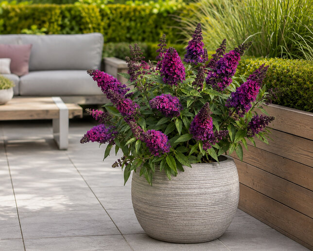 Buddleja 'butterfly magenta' - budleja - Buddleja 'Butterfly Magenta' 