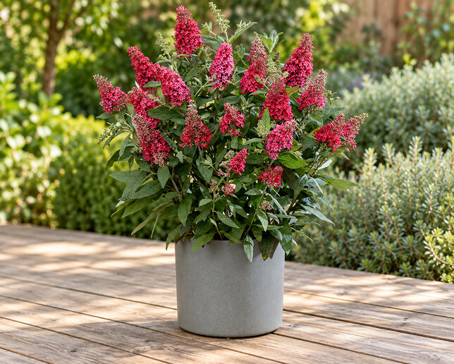 Buddleja 'butterfly ruby' - budleja - Buddleja 'Butterfly Ruby' 