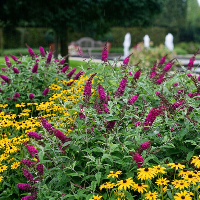 Buddleja 'miss molly' - budleja - Buddleja 'Miss Molly' 