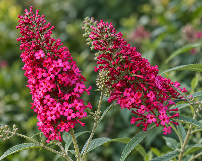 Buddleja 'prince charming' - budleja - Buddleja 'Prince Charming' 