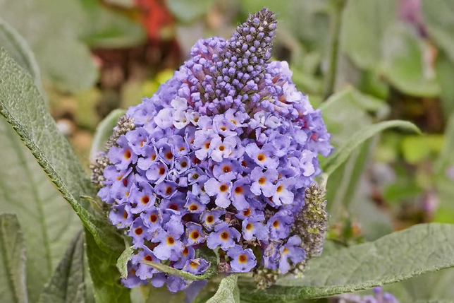 Buddleja 'rockstars blue' - budleja - Buddleja 'Rockstars Blue' - budleja 1