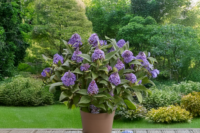 Buddleja 'rockstars blue' - budleja - Buddleja 'Rockstars Blue' - budleja 2