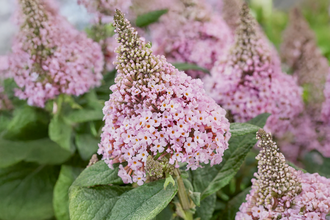 Buddleja 'rockstars pink' - budleja - Buddleja 'Rockstars Pink' - budleja 1