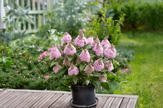 Buddleja 'rockstars pink' - budleja - Buddleja 'Rockstars Pink' - budleja 2