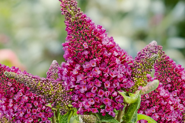 Buddleja 'rockstars red' - budleja - Buddleja 'Rockstars Red' - budleja 1