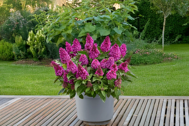 Buddleja 'rockstars red' - budleja - Buddleja 'Rockstars Red' - budleja 2