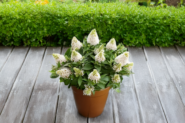 Buddleja 'rockstars white' - budleja - Buddleja 'Rockstars White' - budleja 1