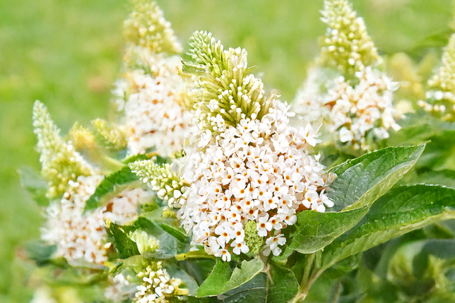 Buddleja 'rockstars white' - budleja - Buddleja 'Rockstars White' - budleja 2
