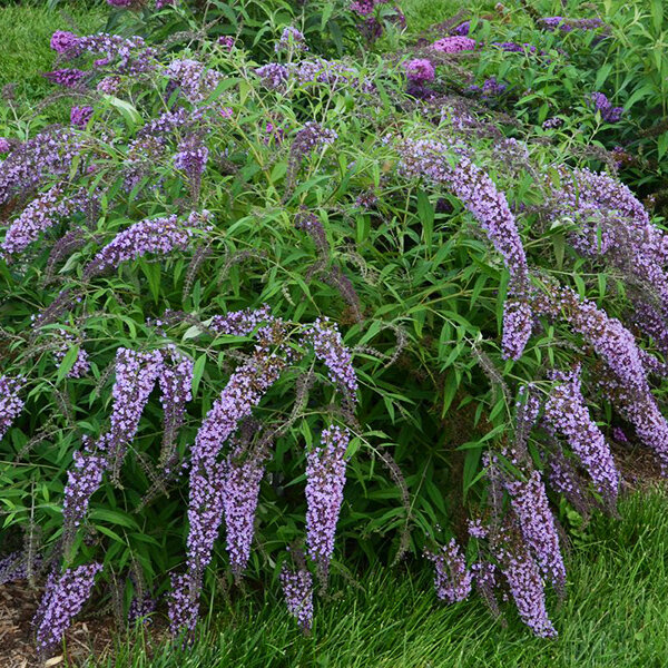 Buddleja 'wisteria lane' - budleja - 2222518 Buddleja 'Wisteria Lane' 03