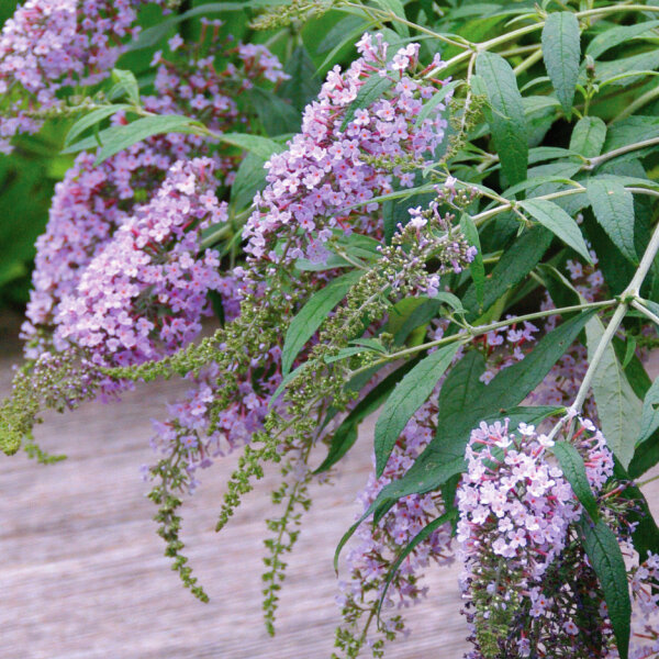 Buddleja 'wisteria lane' - budleja - 2222518 Buddleja 'Wisteria Lane' 04