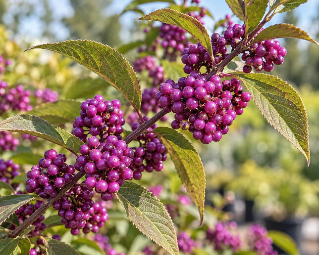 Callicarpa 'pearl glam' - krásnoplod - Callicarpa 'Pearl Glam' 